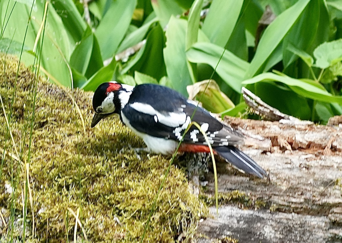 Great Spotted Woodpecker - ML620515443