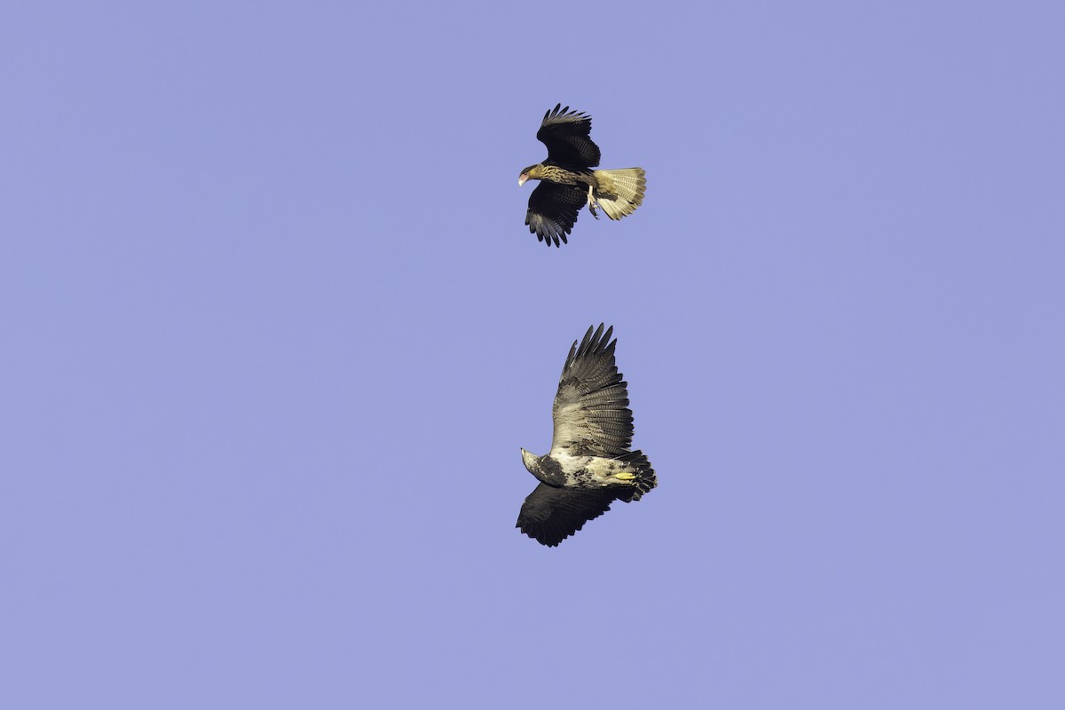 Black-chested Buzzard-Eagle - ML620515453