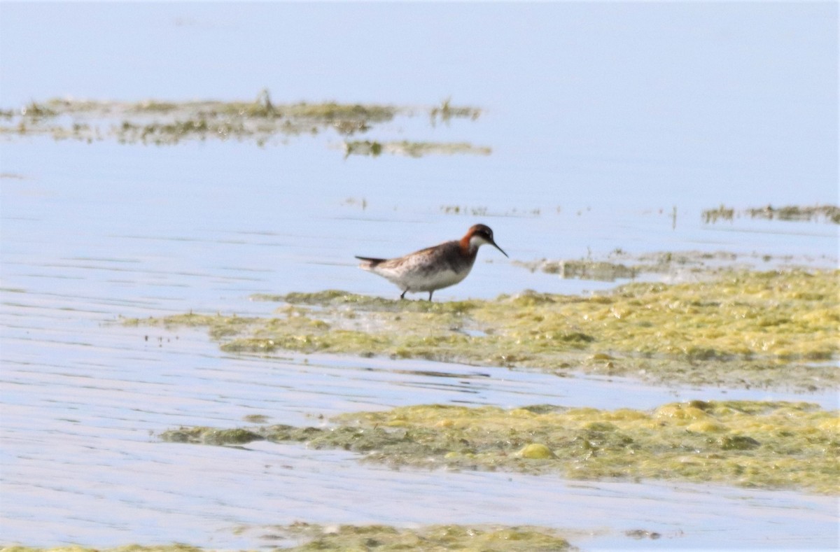 Phalarope à bec étroit - ML620515455