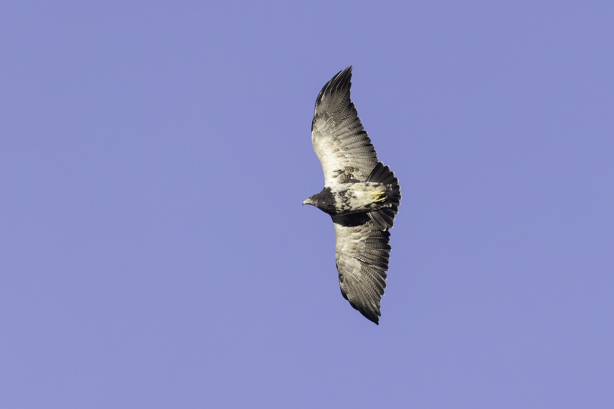 Black-chested Buzzard-Eagle - ML620515456