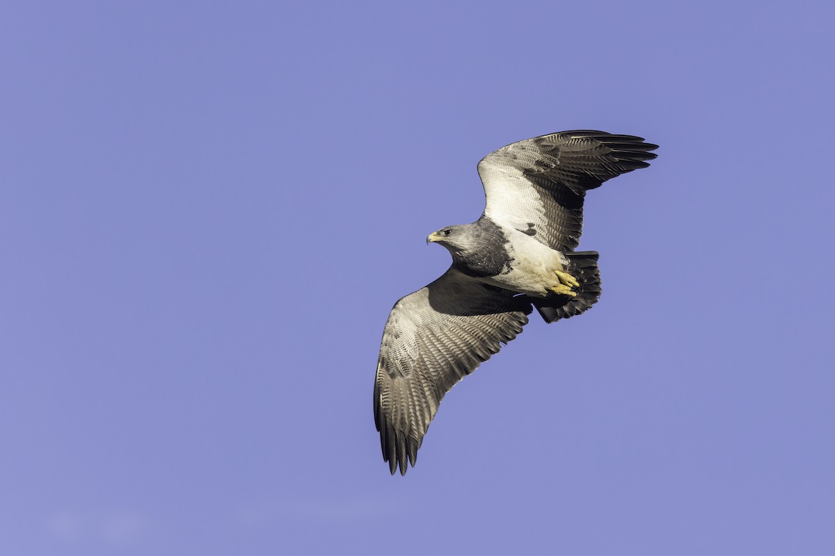 Black-chested Buzzard-Eagle - ML620515457