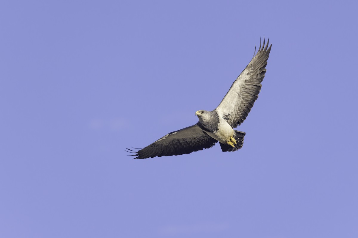 Black-chested Buzzard-Eagle - ML620515458