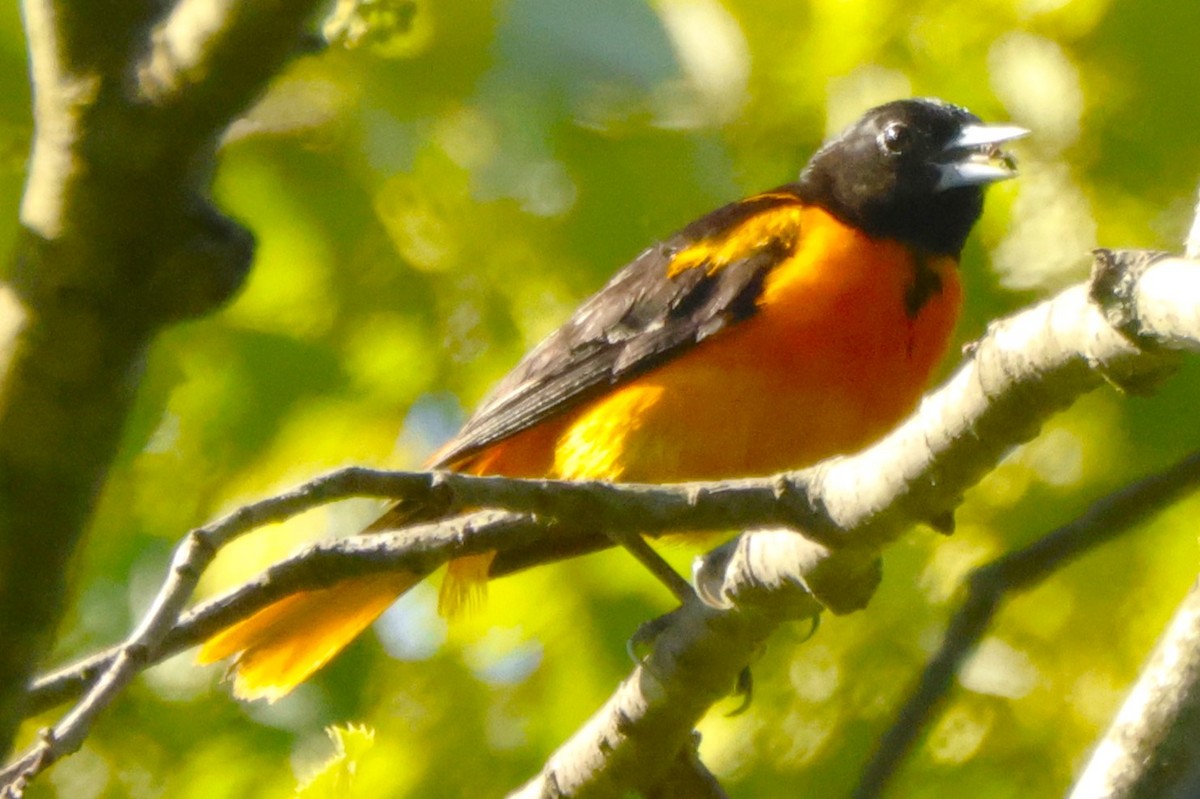 Baltimore Oriole - ML620515465