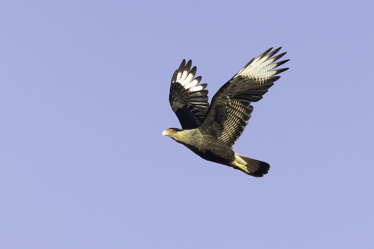 Caracara huppé (plancus) - ML620515469