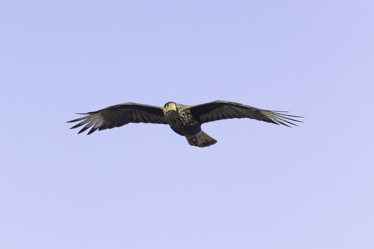 Caracara Carancho (sureño) - ML620515470