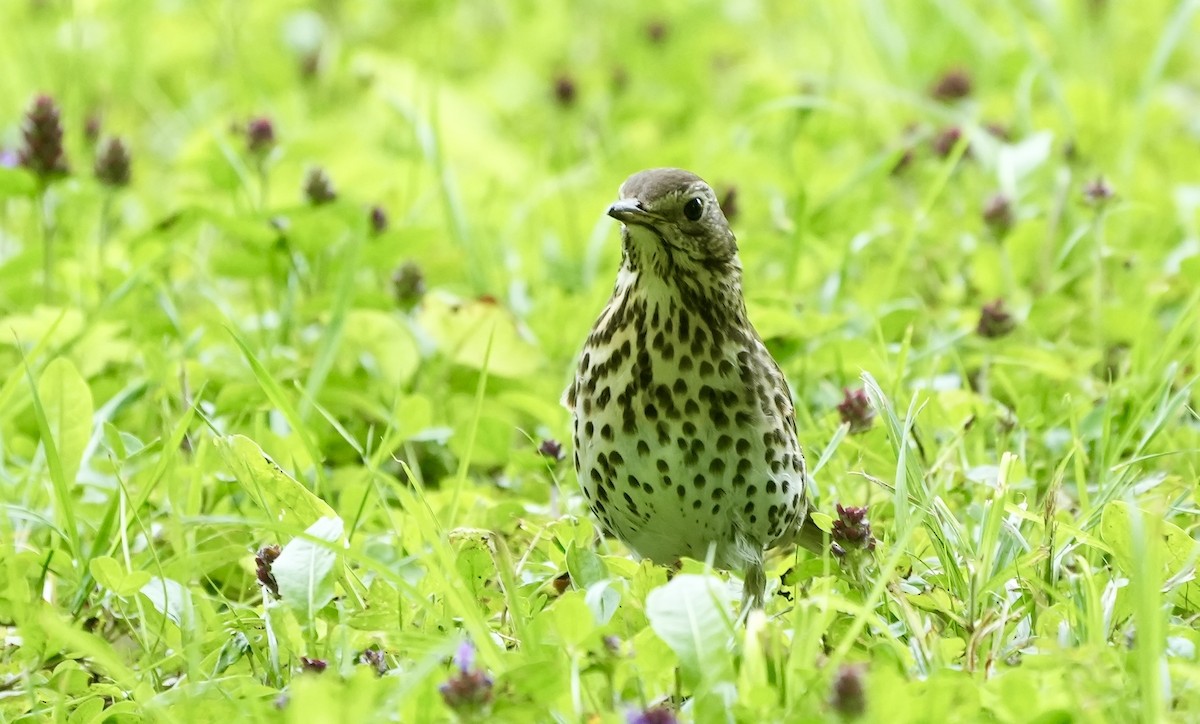 Song Thrush - ML620515474