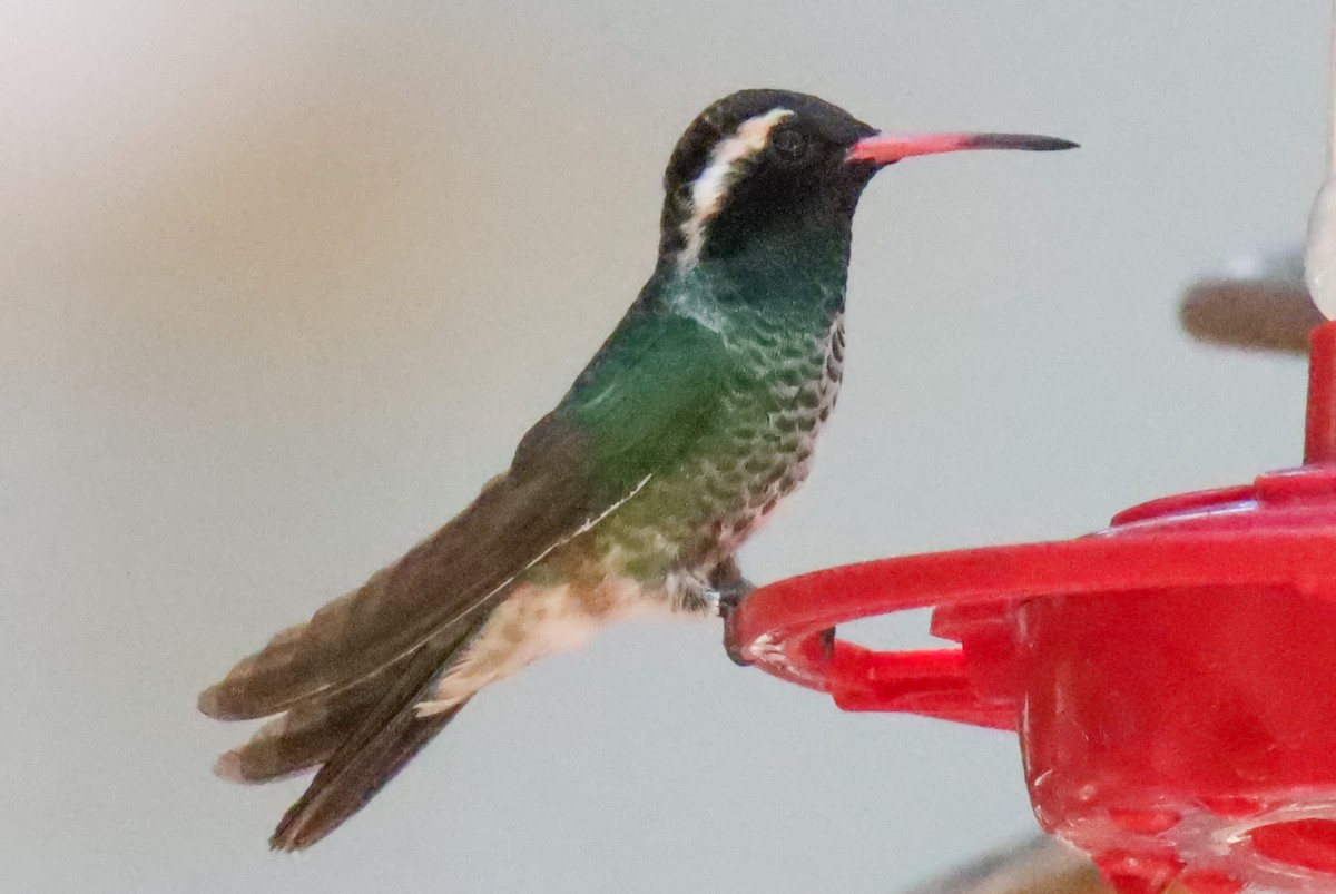 Colibri à oreilles blanches - ML620515475