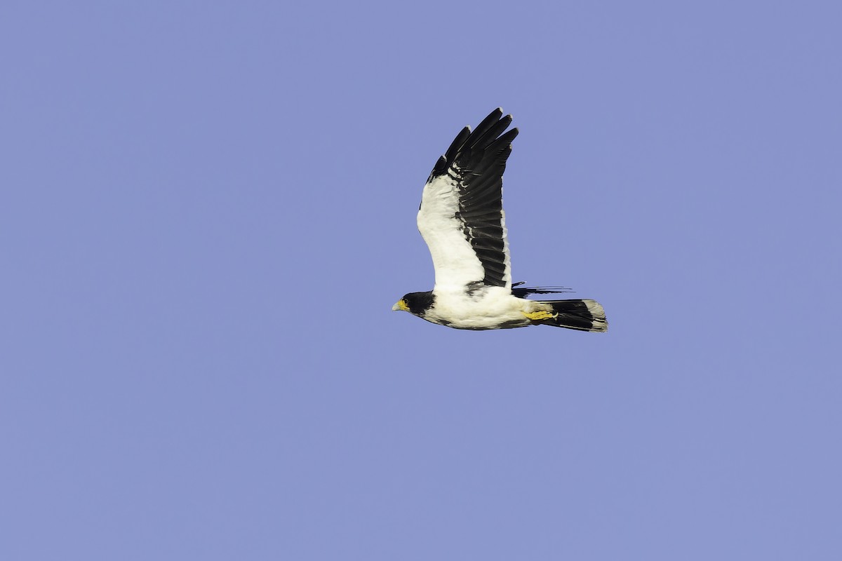 White-throated Caracara - ML620515481