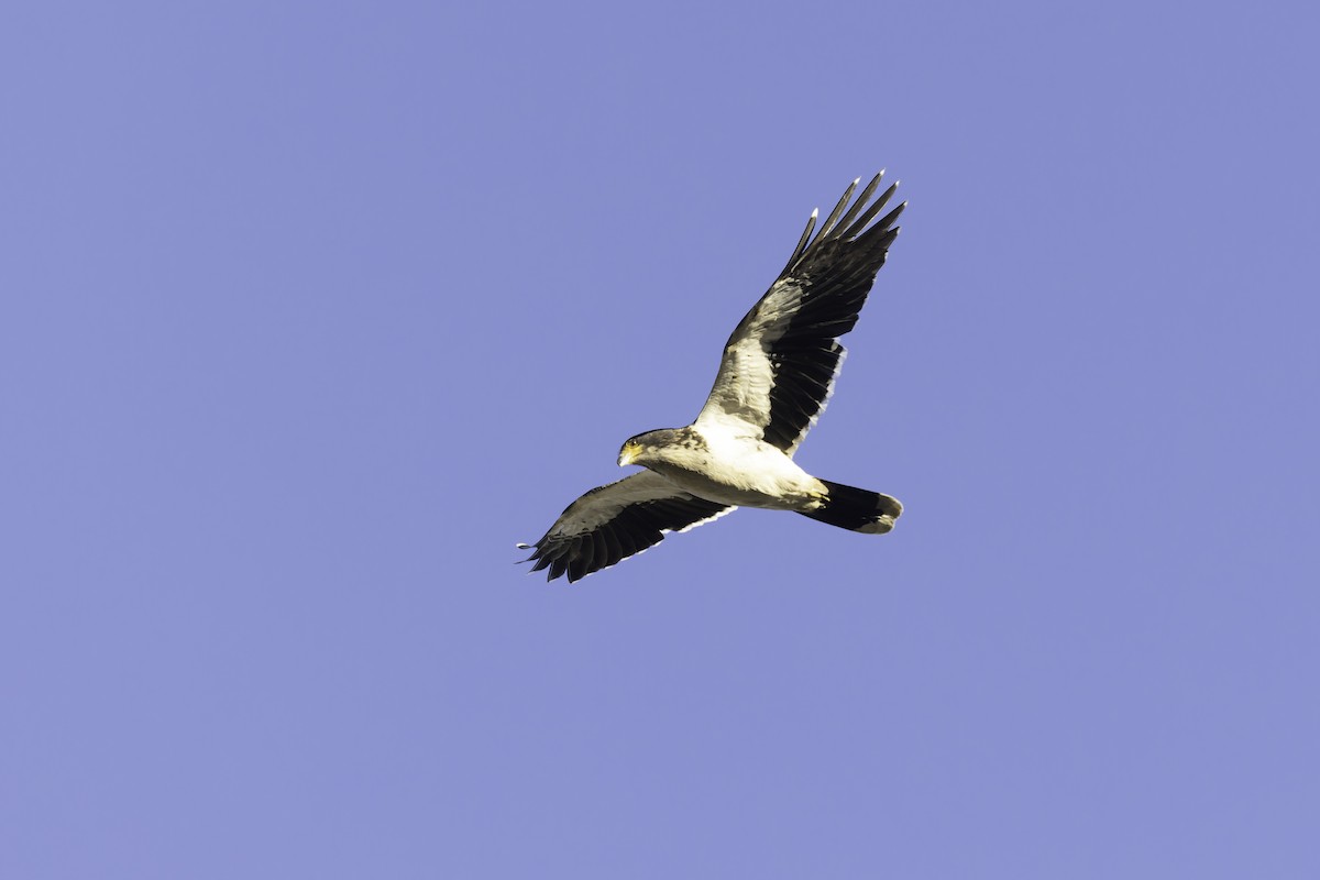 Caracara à gorge blanche - ML620515482