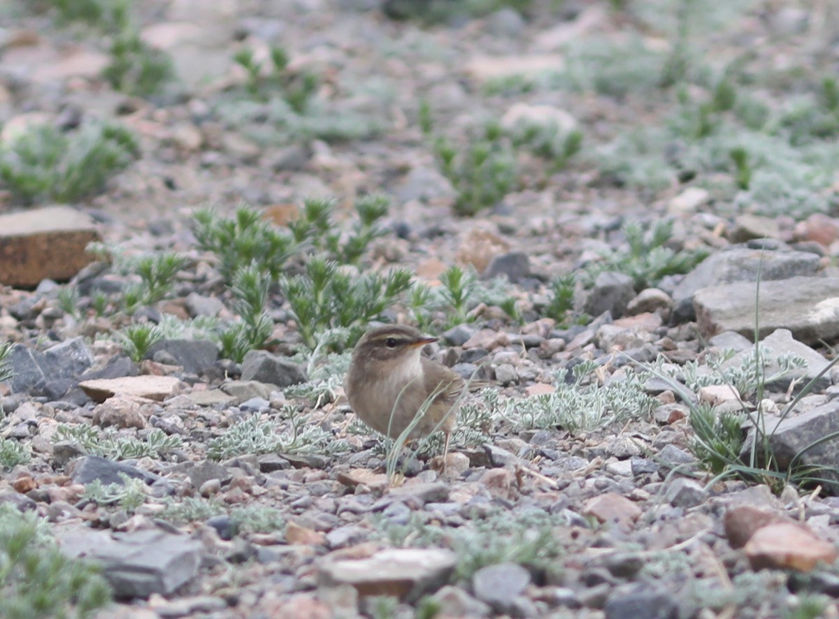 Mosquitero Sombrío - ML620515491