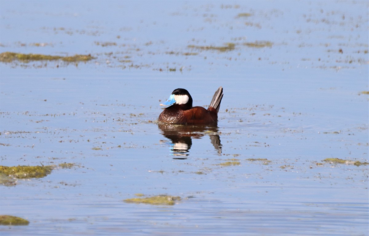 Ruddy Duck - ML620515495