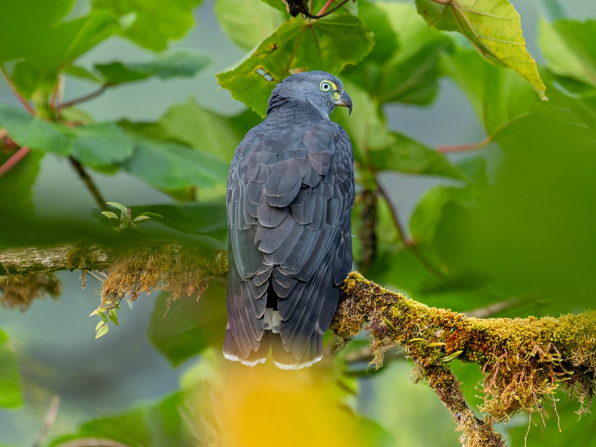 Hook-billed Kite - ML620515497