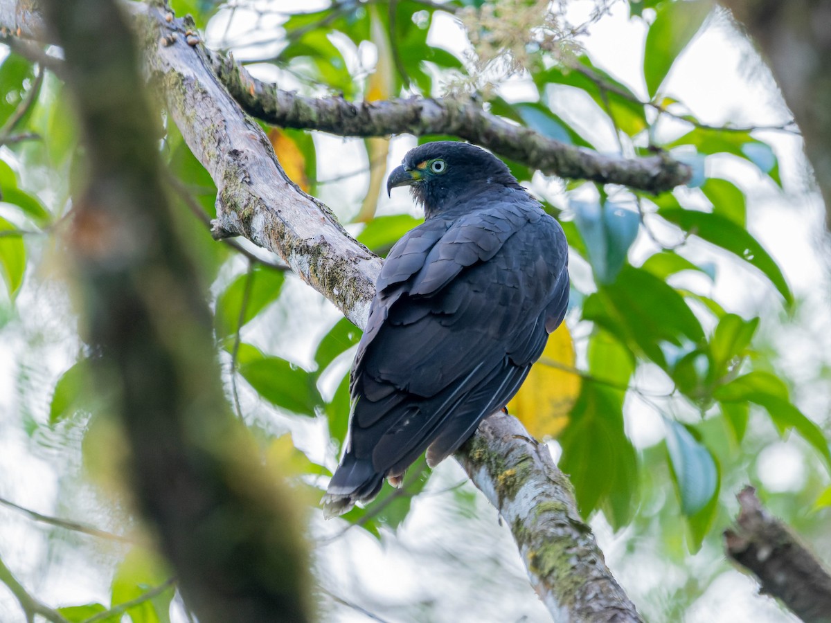 Hook-billed Kite - ML620515500