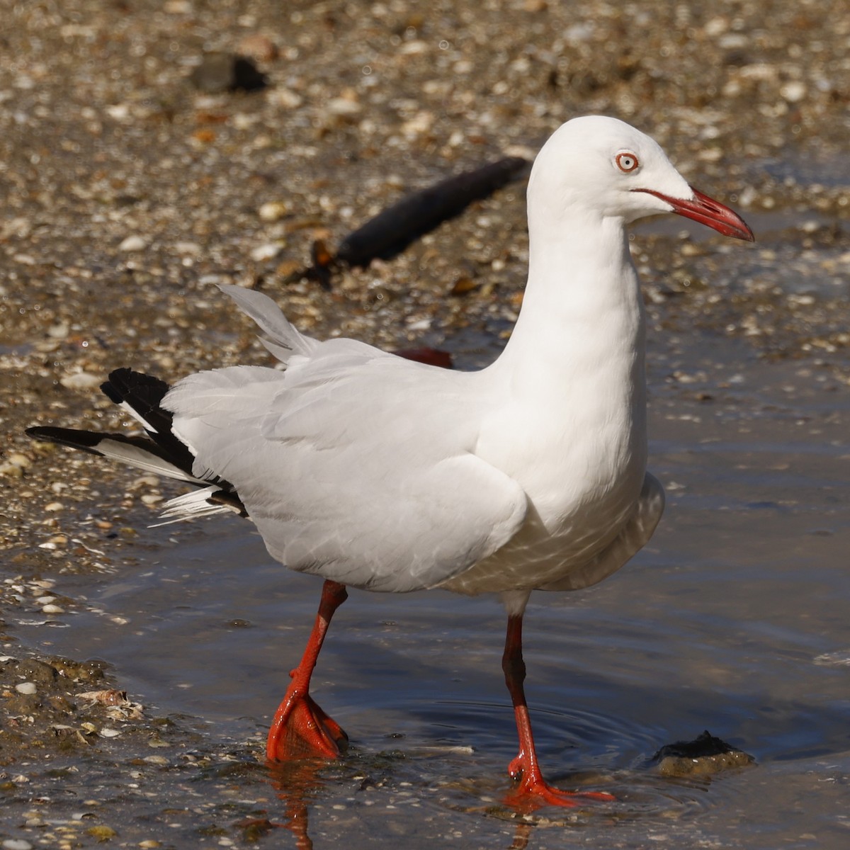 Silberkopfmöwe (novaehollandiae/forsteri) - ML620515509