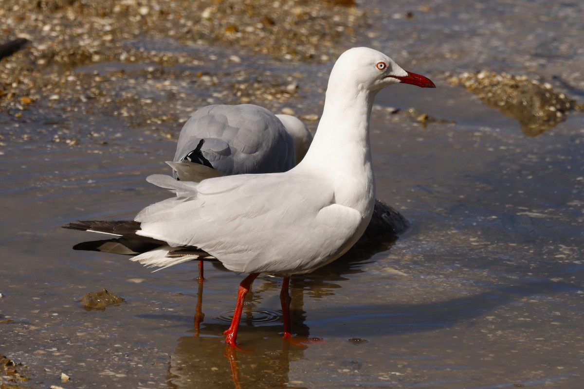 Silberkopfmöwe (novaehollandiae/forsteri) - ML620515511