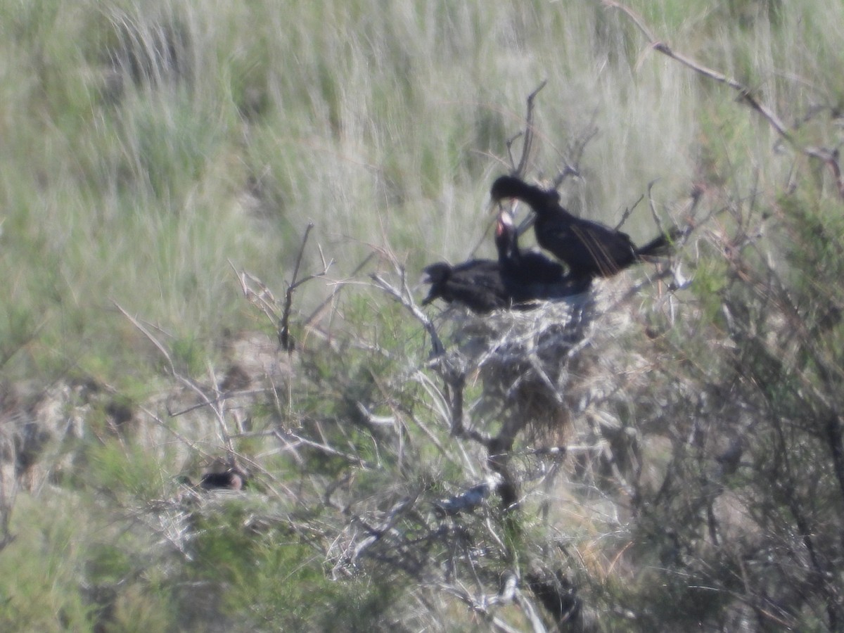 Cormorán Biguá - ML620515515