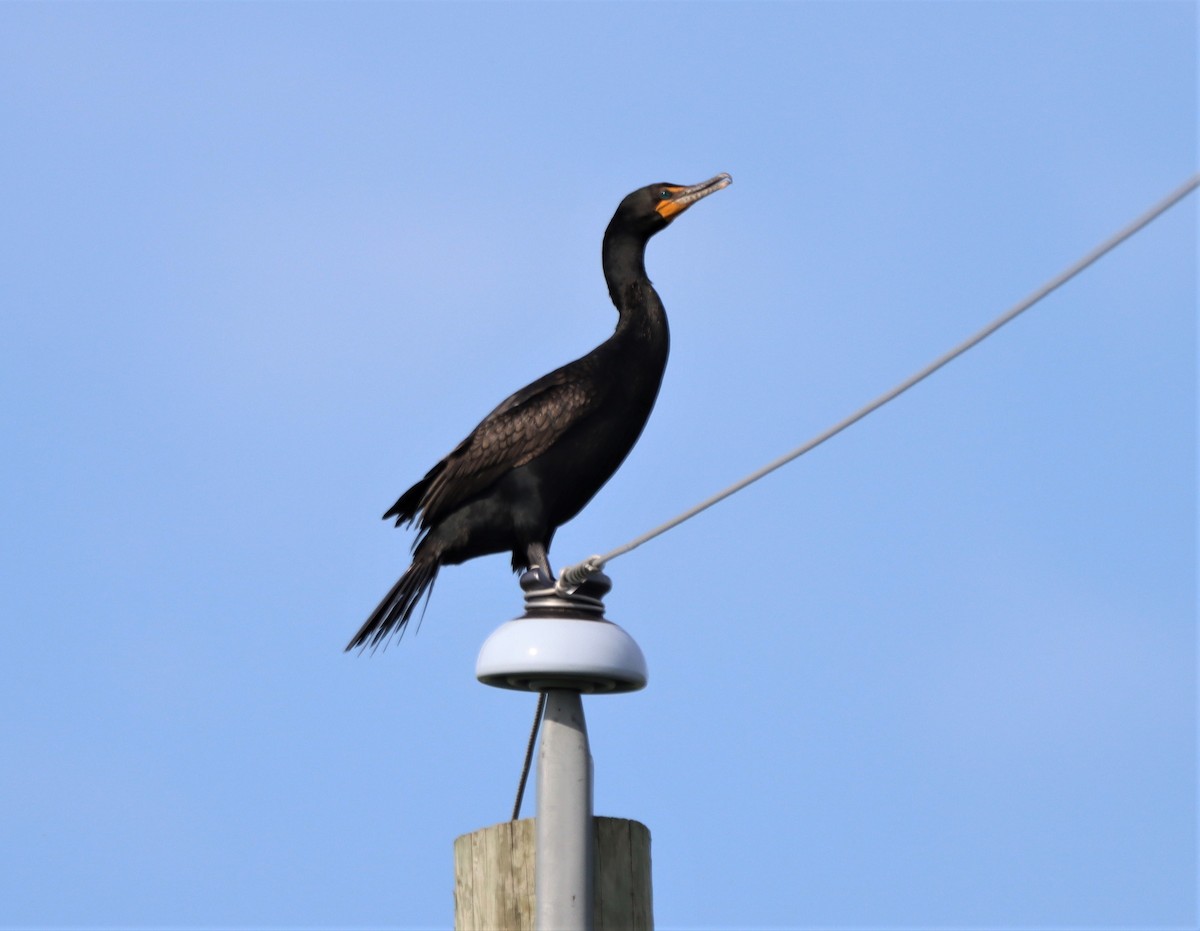 Cormoran à aigrettes - ML620515516