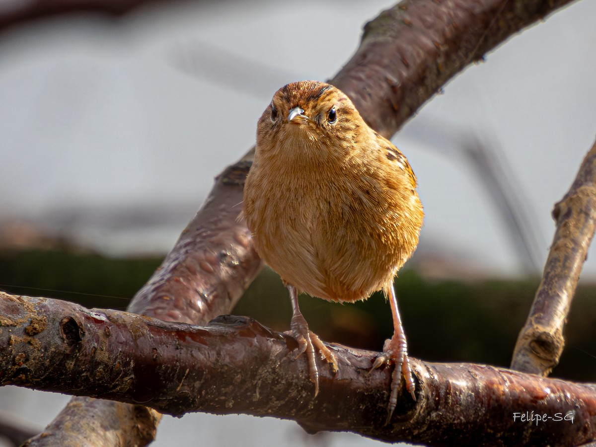 Grass Wren - ML620515518