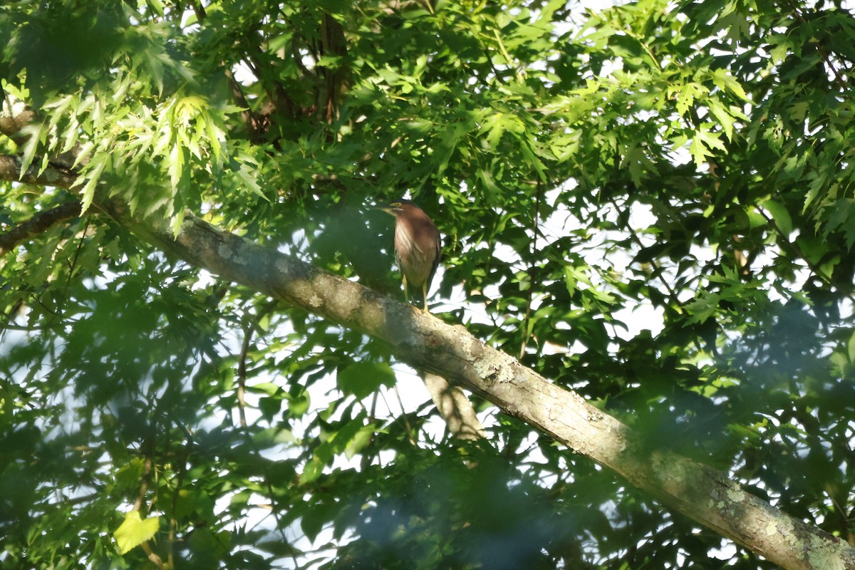 Green Heron - ML620515522