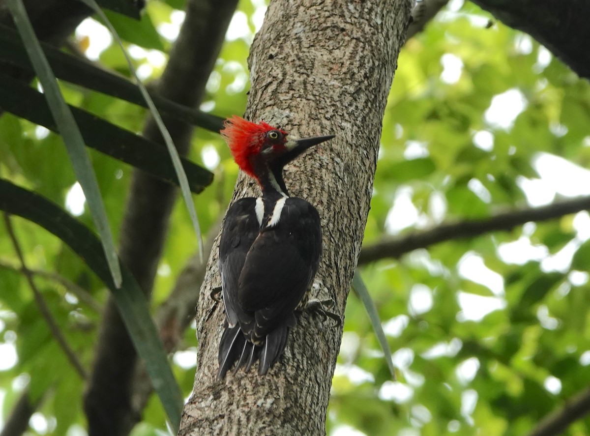 Crimson-crested Woodpecker - ML620515526