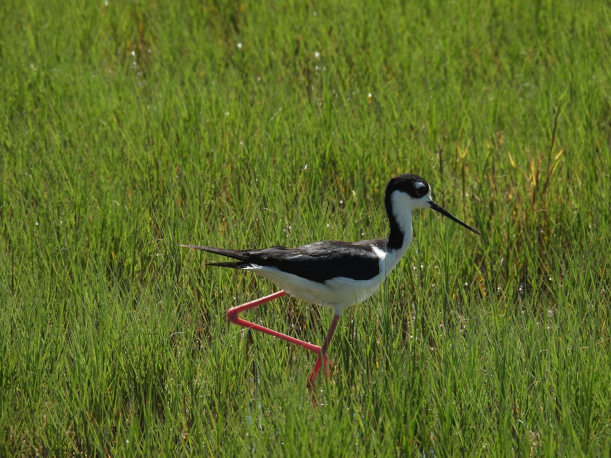 Black-necked Stilt - ML620515528