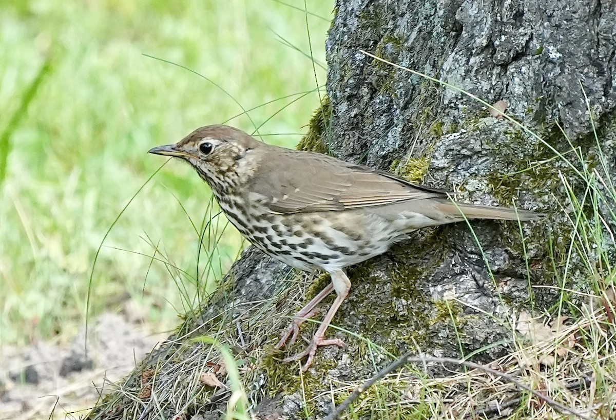 Song Thrush - ML620515529