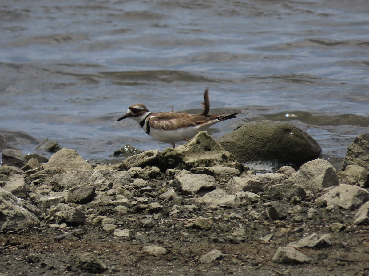 Killdeer - ML620515530