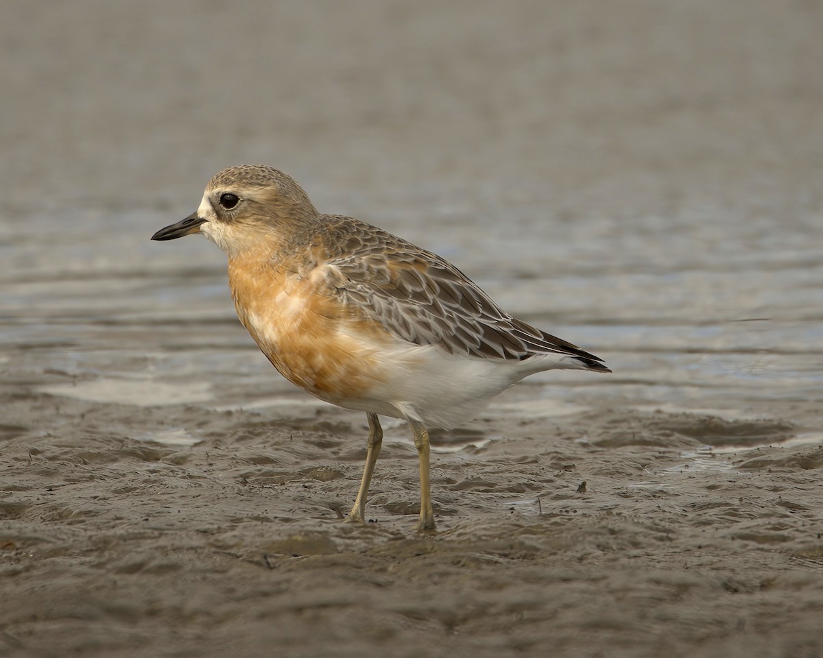 Red-breasted Dotterel - ML620515531