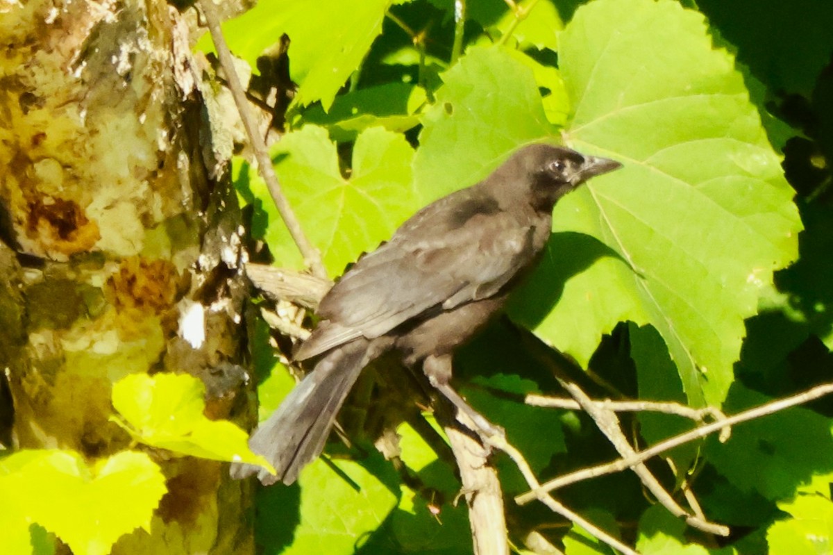 Common Grackle - ML620515533