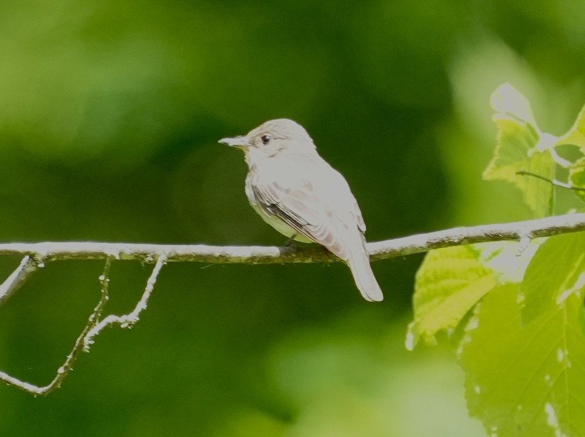 Spotted Flycatcher - ML620515534