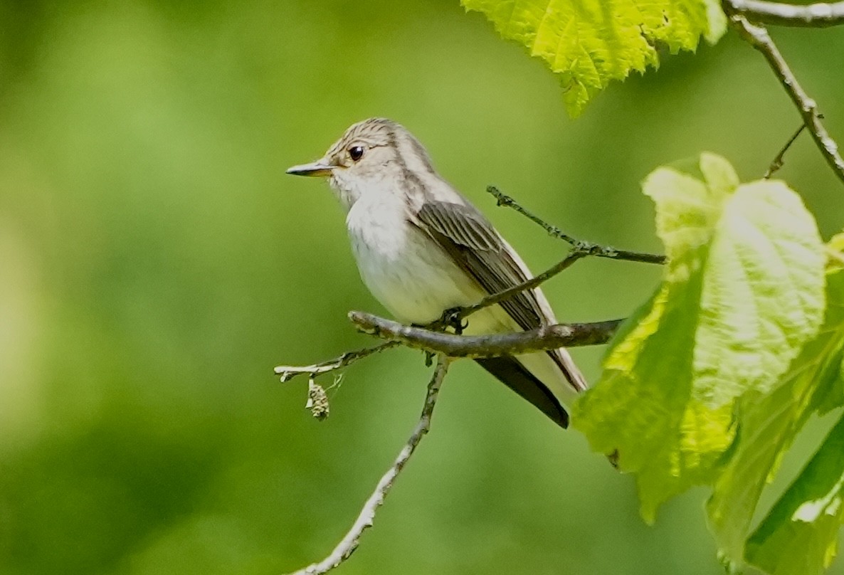 Grauschnäpper - ML620515535