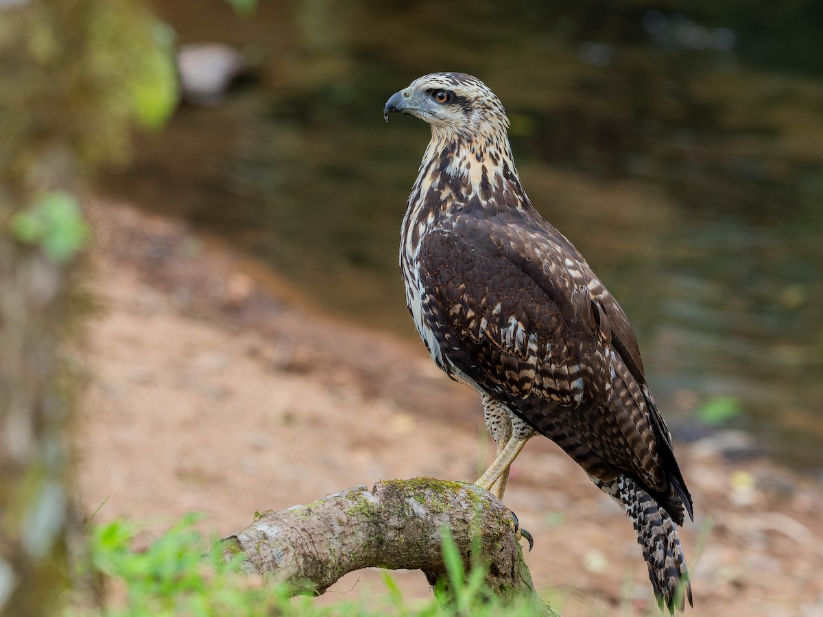 Great Black Hawk - ML620515538