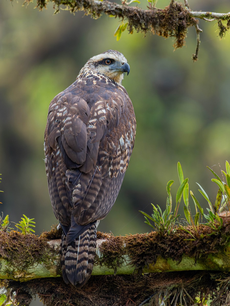 Great Black Hawk - ML620515542