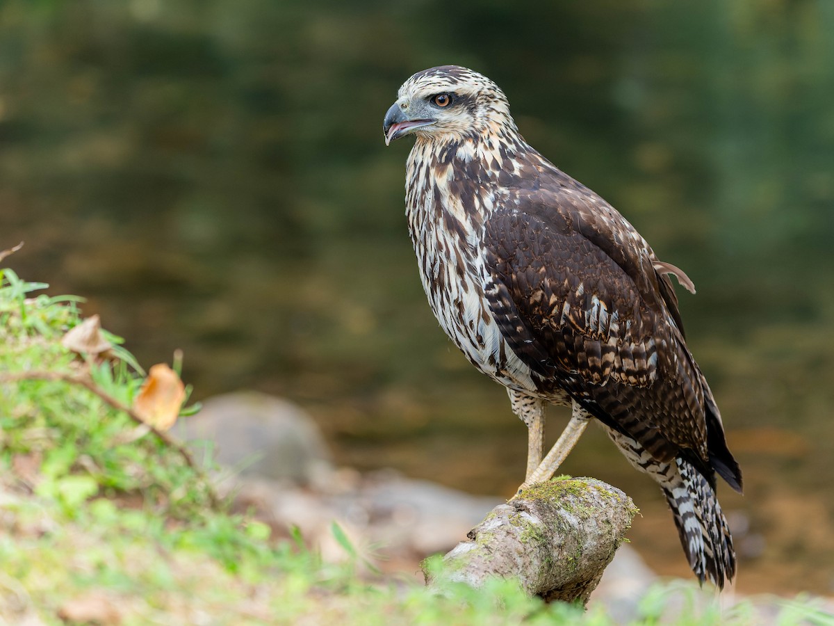 Great Black Hawk - ML620515543