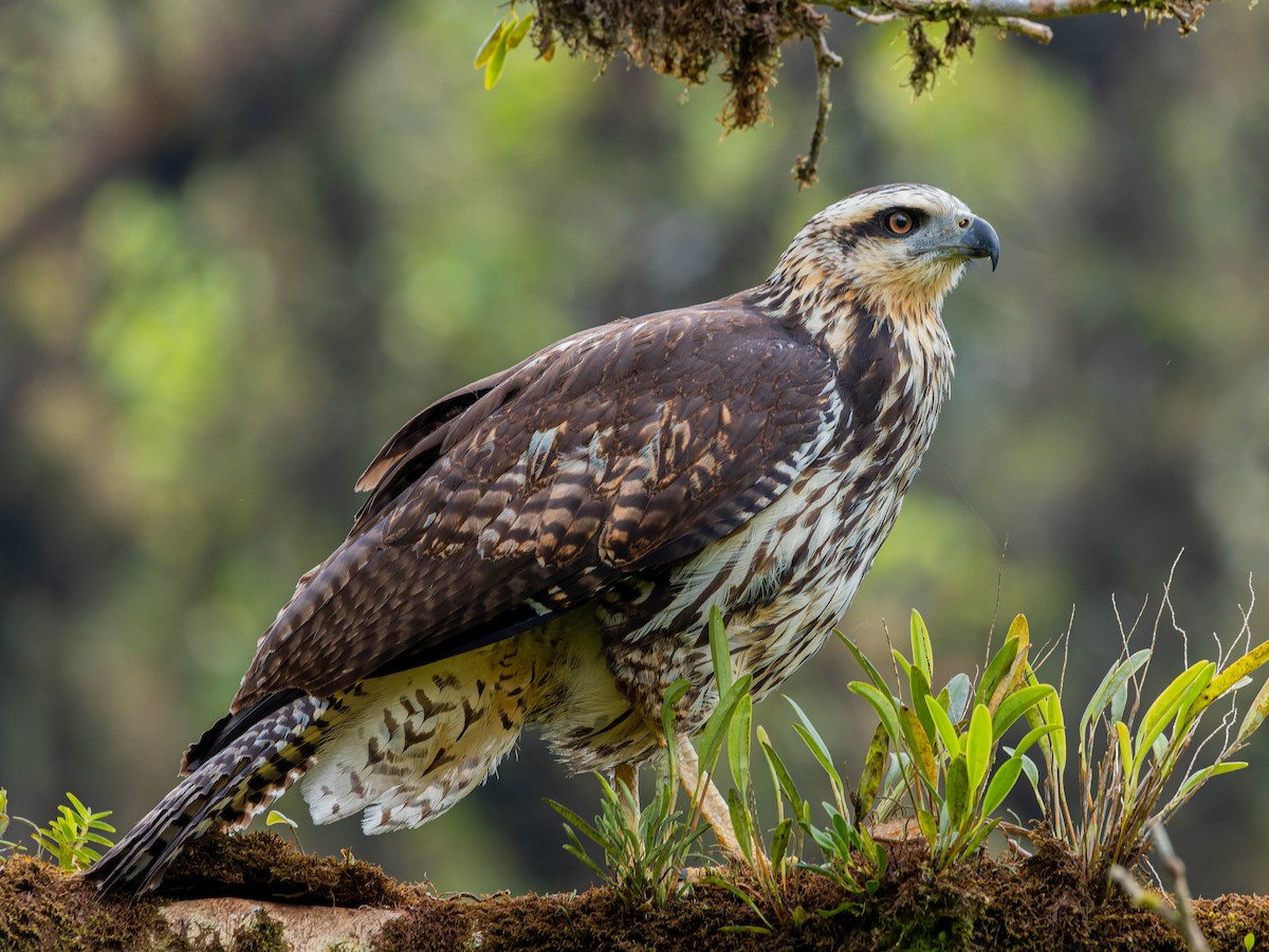 Great Black Hawk - ML620515548