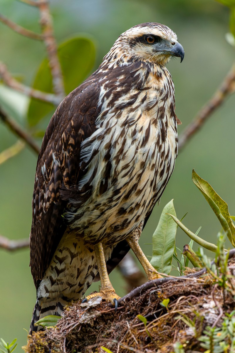 Great Black Hawk - ML620515550