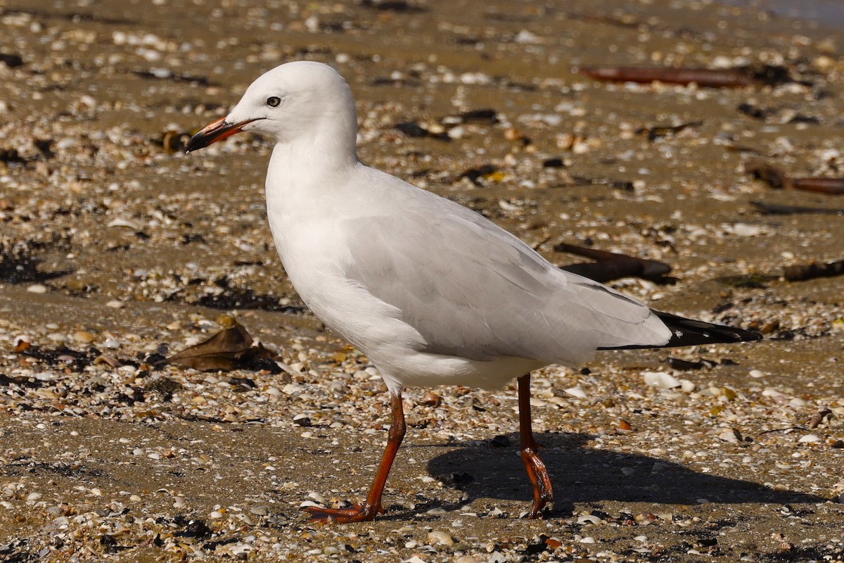 Silberkopfmöwe (novaehollandiae/forsteri) - ML620515565