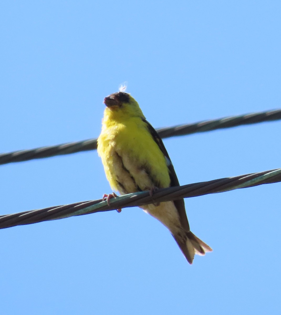 Chardonneret jaune - ML620515569