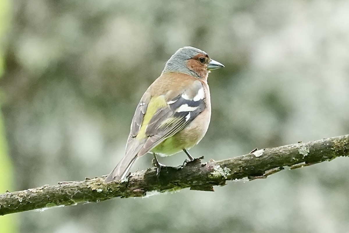 Common Chaffinch - ML620515575