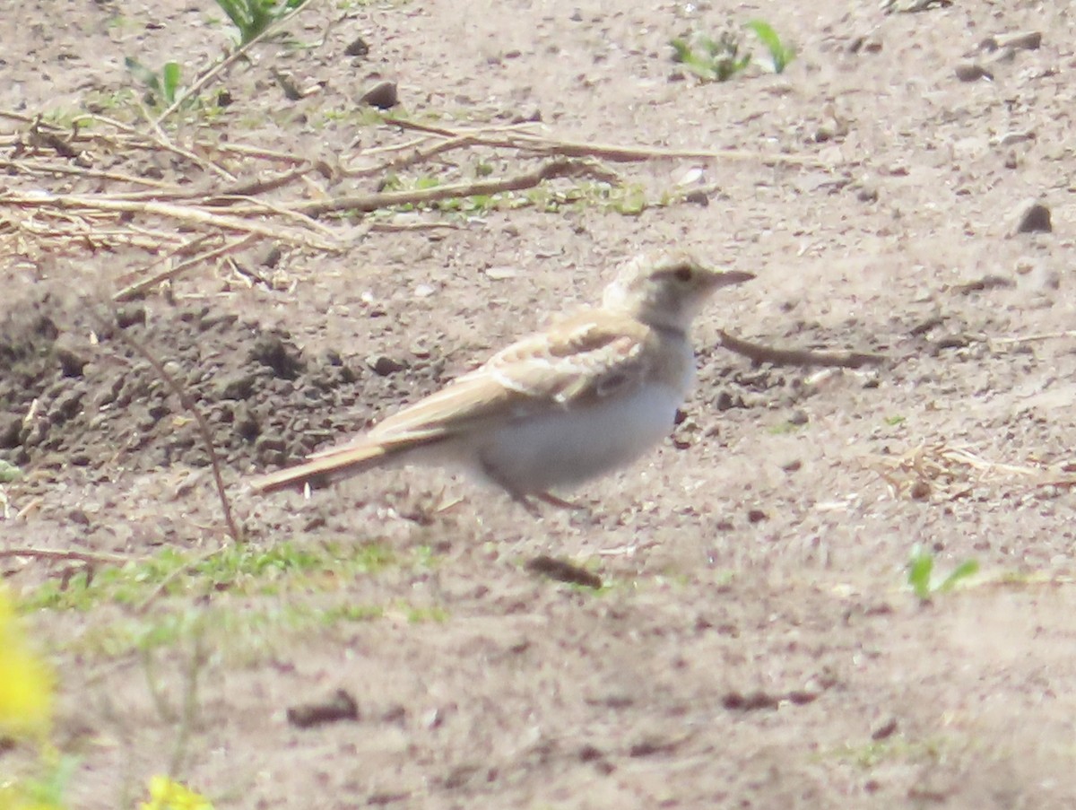 Horned Lark - ML620515576