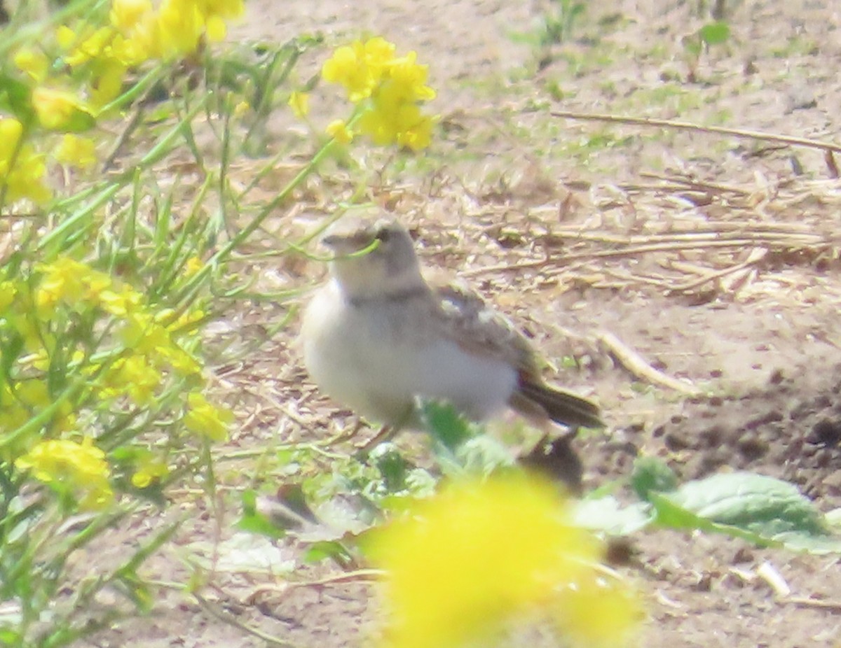 Horned Lark - ML620515577