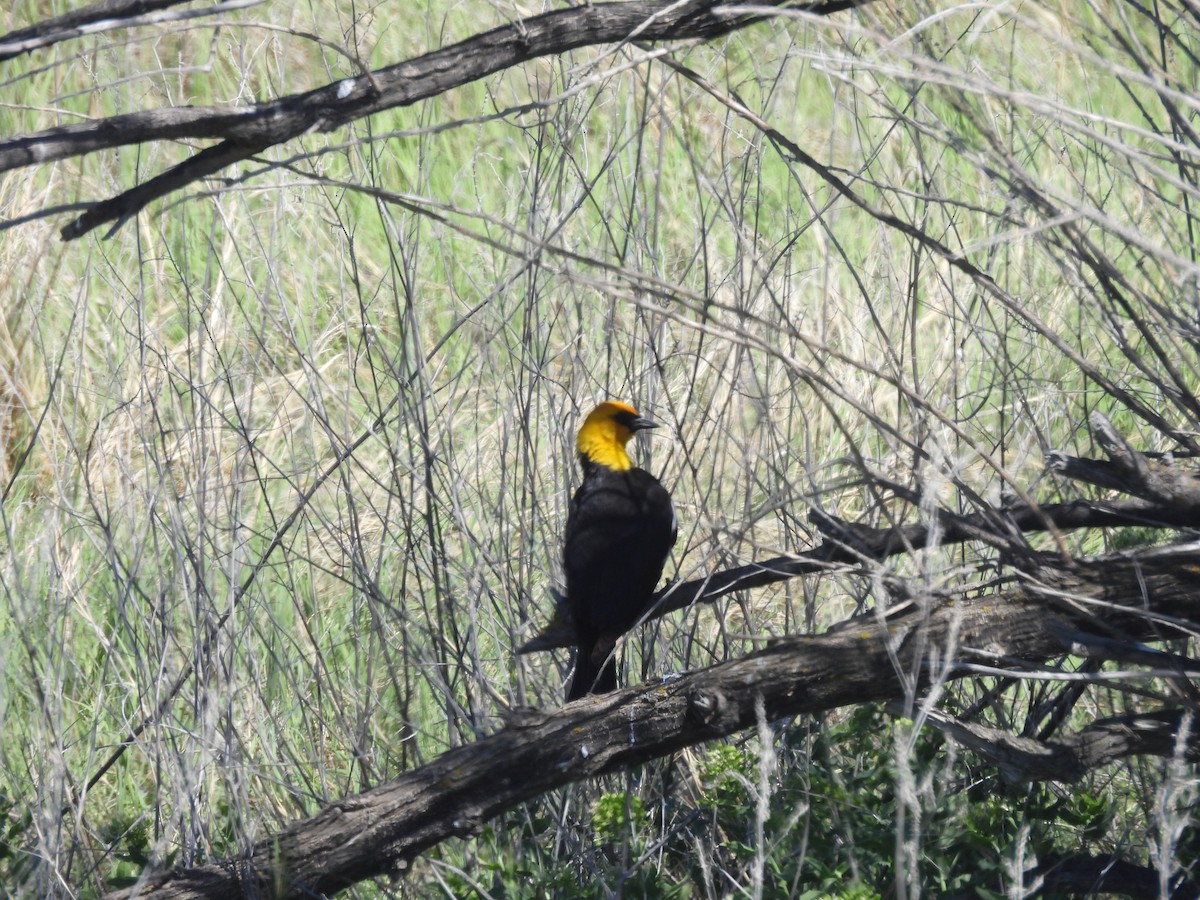 Yellow-headed Blackbird - ML620515582