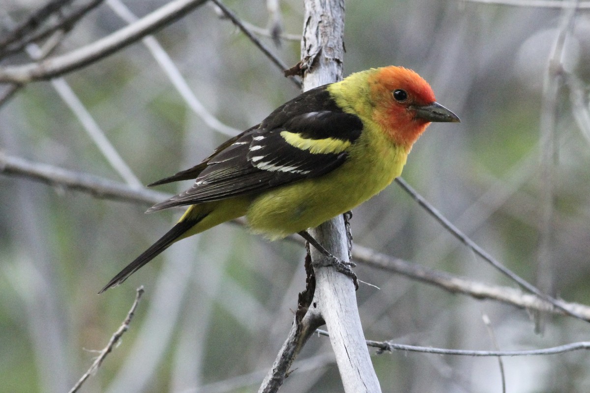 Western Tanager - ML620515583