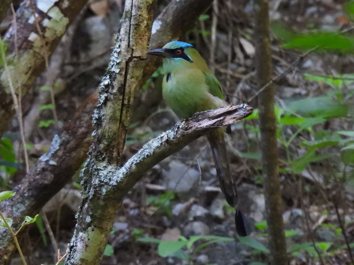 Blauscheitelmotmot - ML620515590