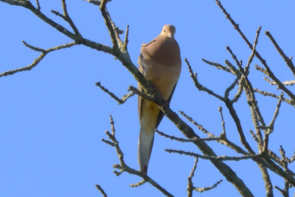 Mourning Dove - ML620515591