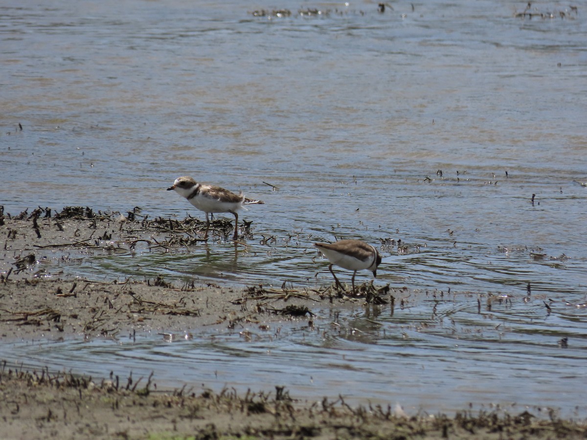 Semipalmated Plover - ML620515594