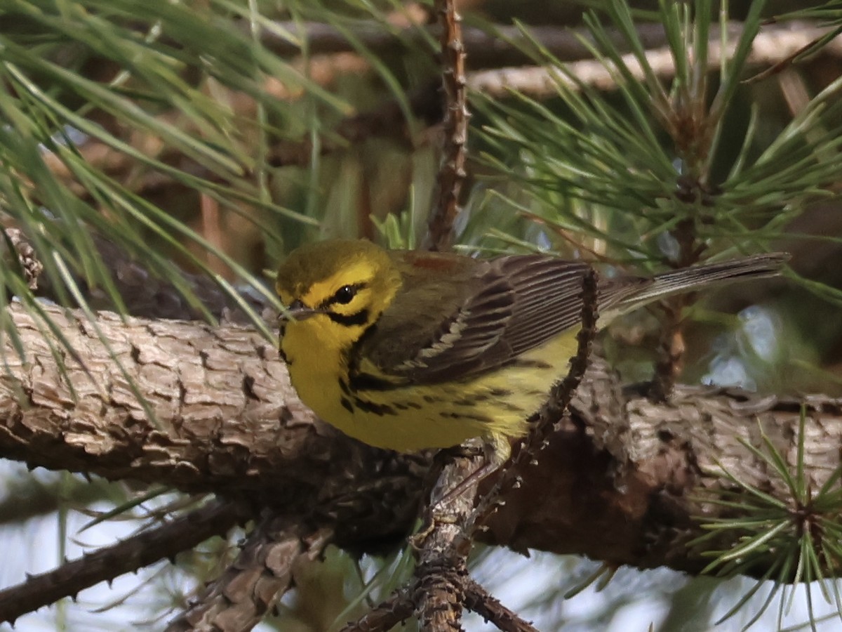 Prairie Warbler - ML620515598