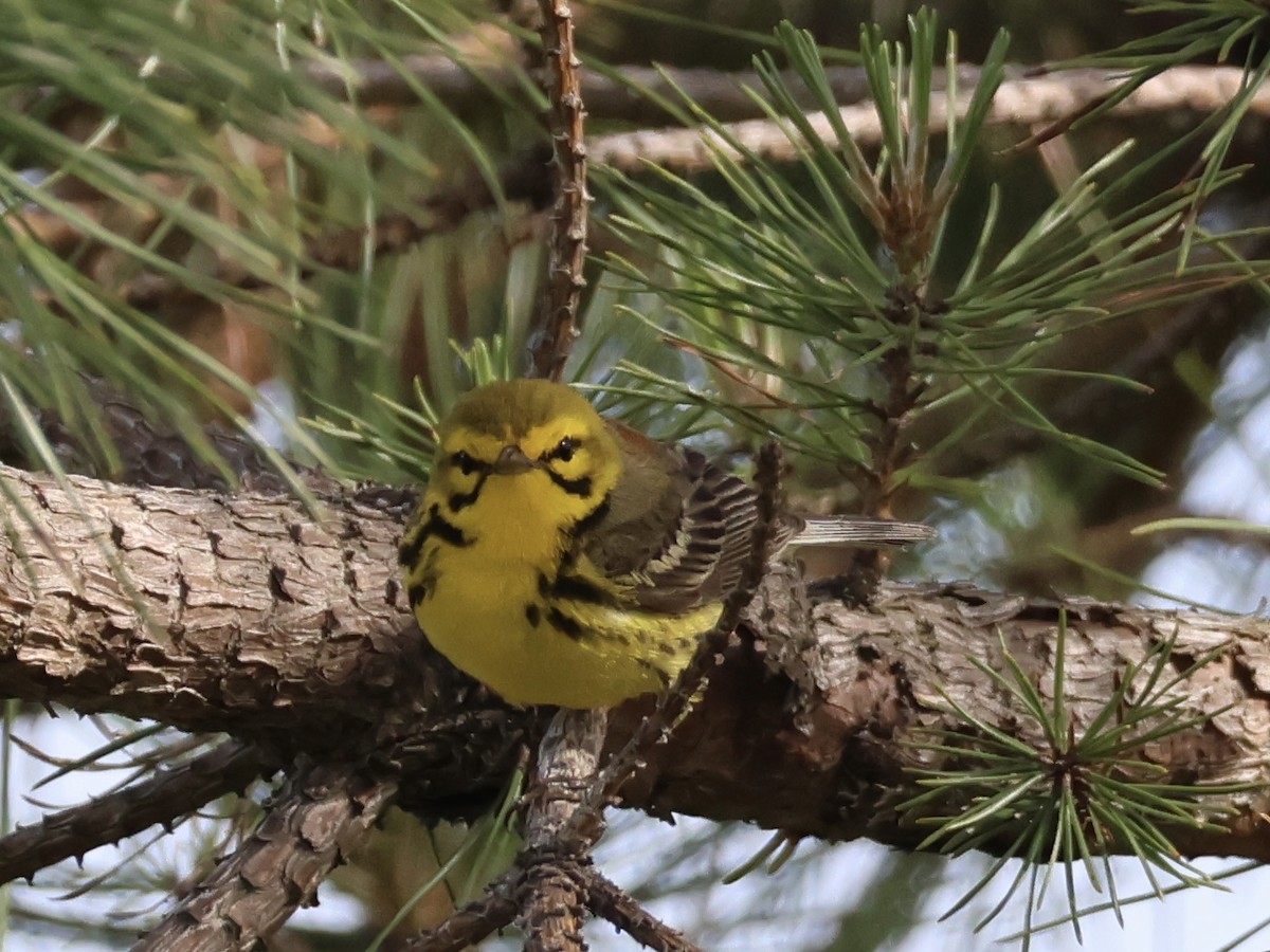 Prairie Warbler - ML620515600