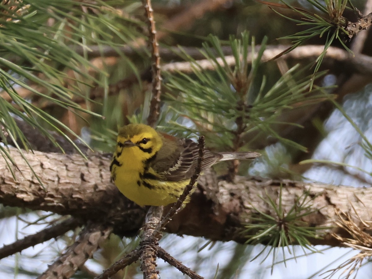 Prairie Warbler - ML620515601