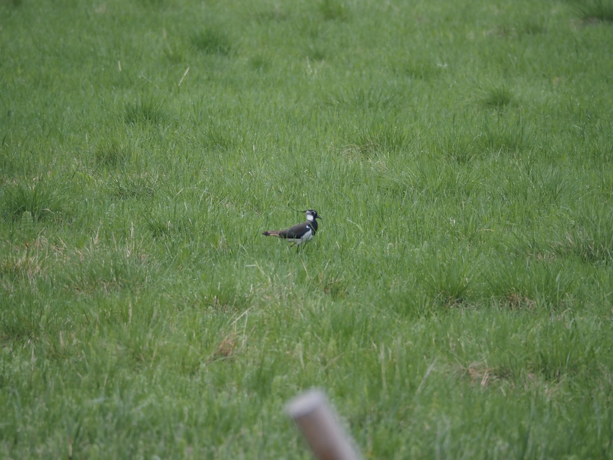 Northern Lapwing - ML620515610